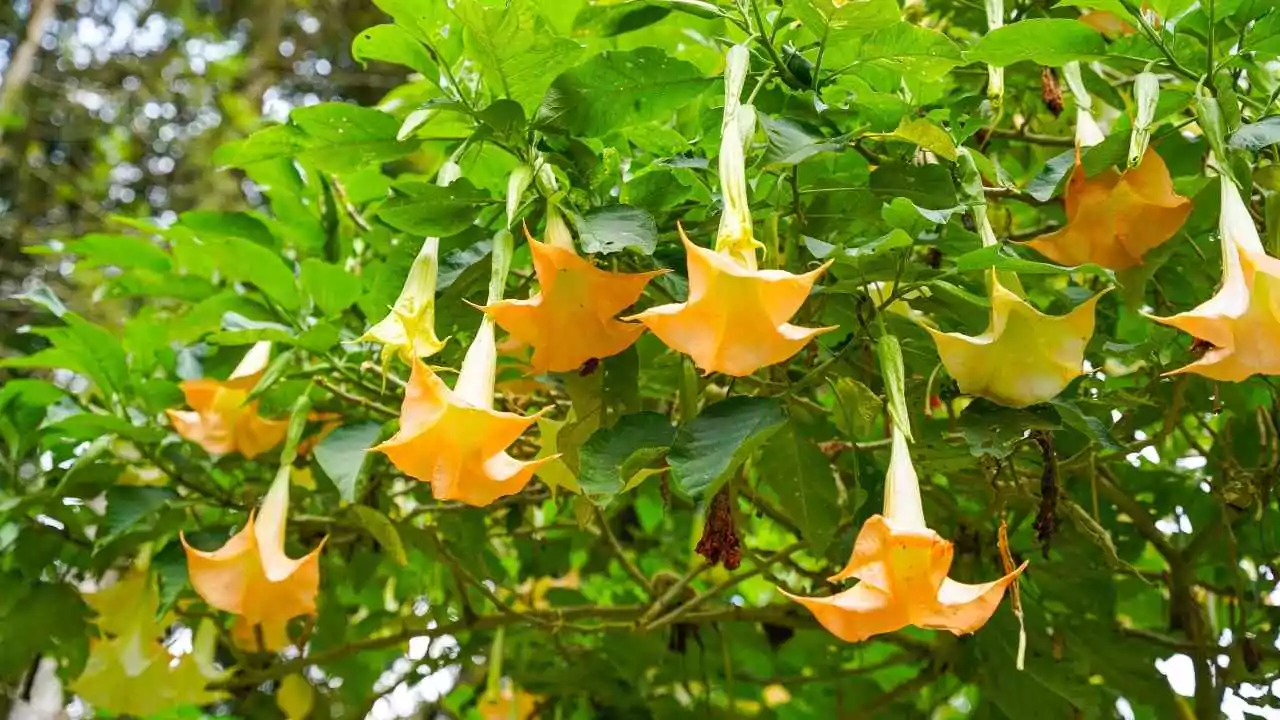 15 Outdoor Plants with the Biggest Leaves in the World 1 Angel’s Trumpet