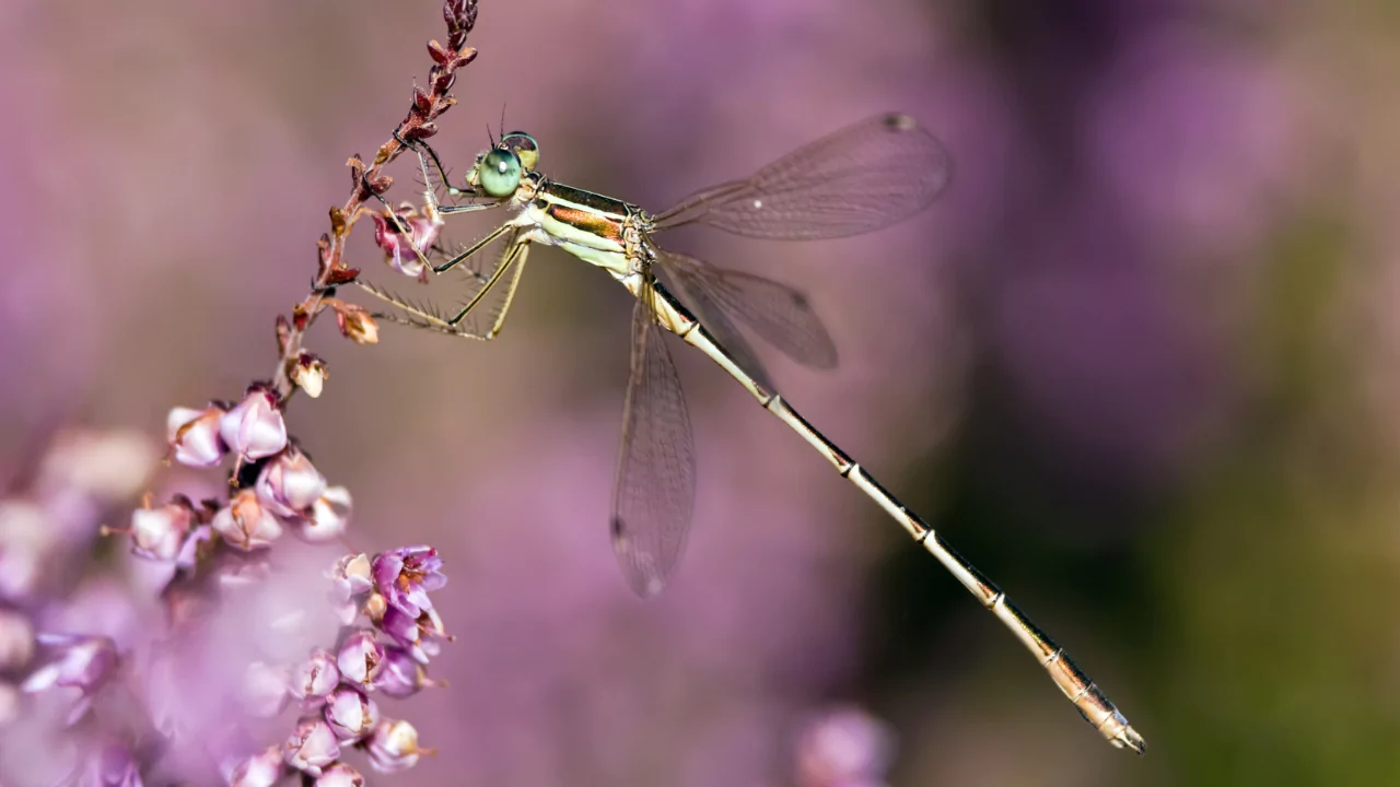 Are Dragonflies Good for the Garden