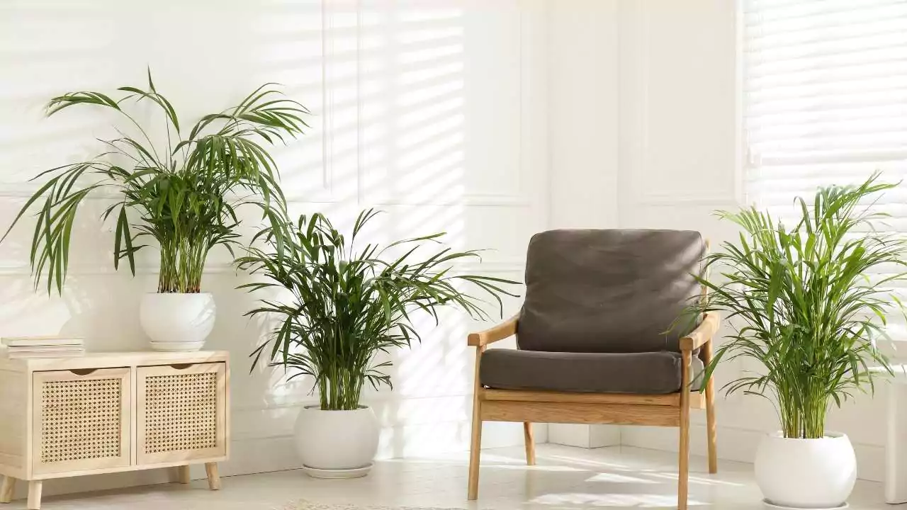 Areca Palm (Dypsis lutescens)