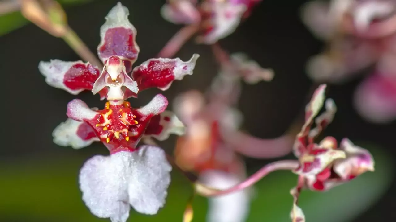 Can You Buy A Flying Duck Orchid? 5 Ballerina Orchid
