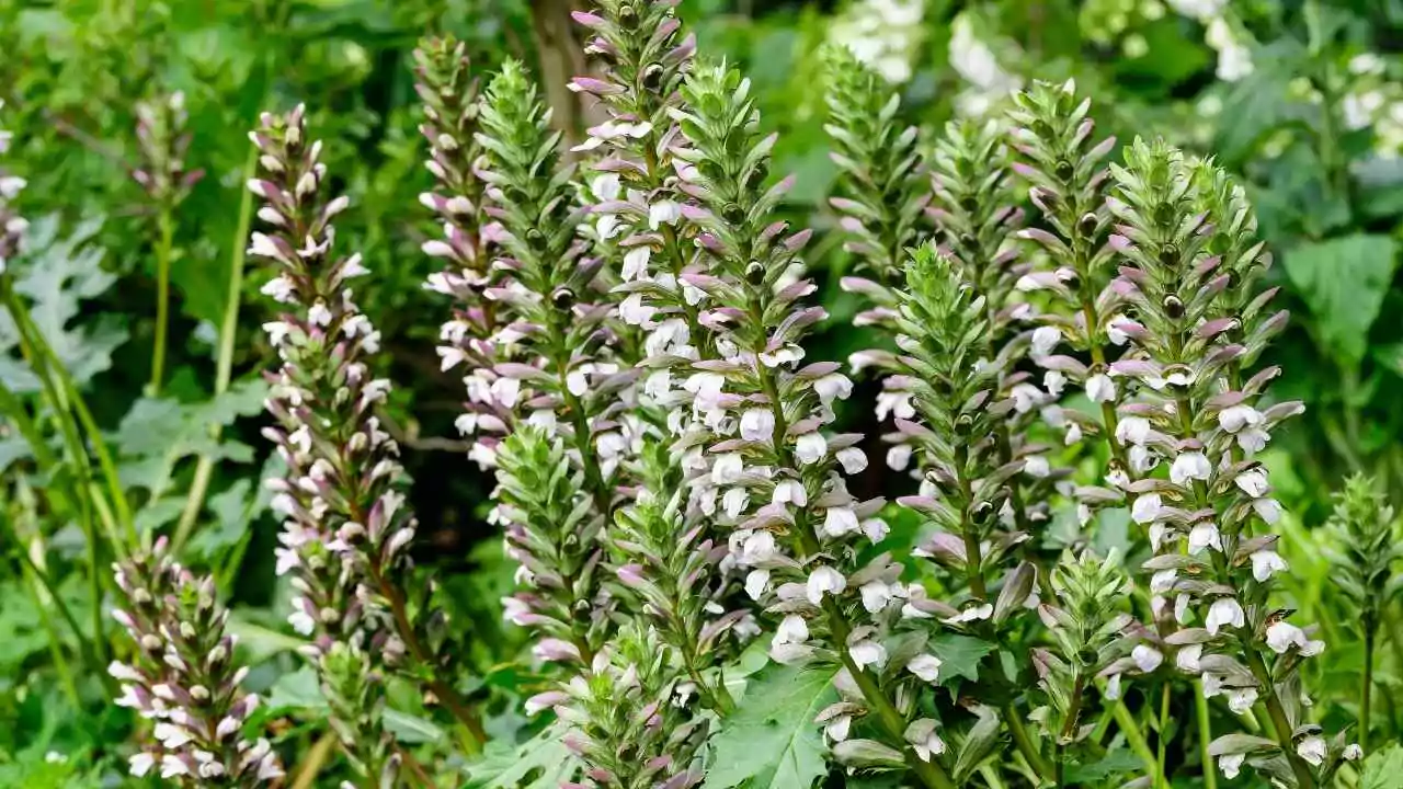 15 Outdoor Plants with the Biggest Leaves in the World 3 Bear’s Breeches