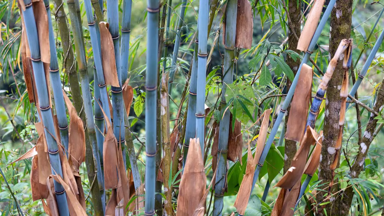 The Eight Types of Japanese Bamboo You Should Know About 8 Blue Bamboo