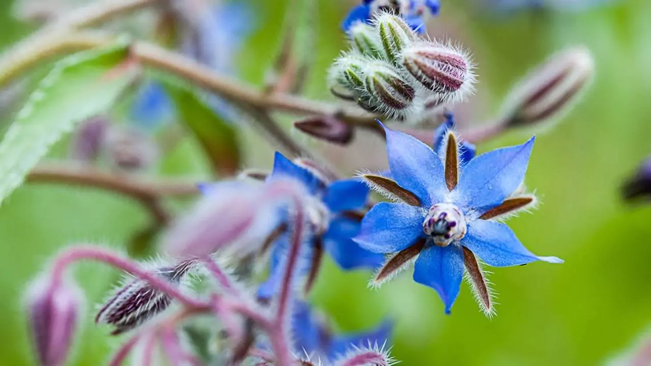 6 Herbs That Produce Blue Flowers 3 Borage