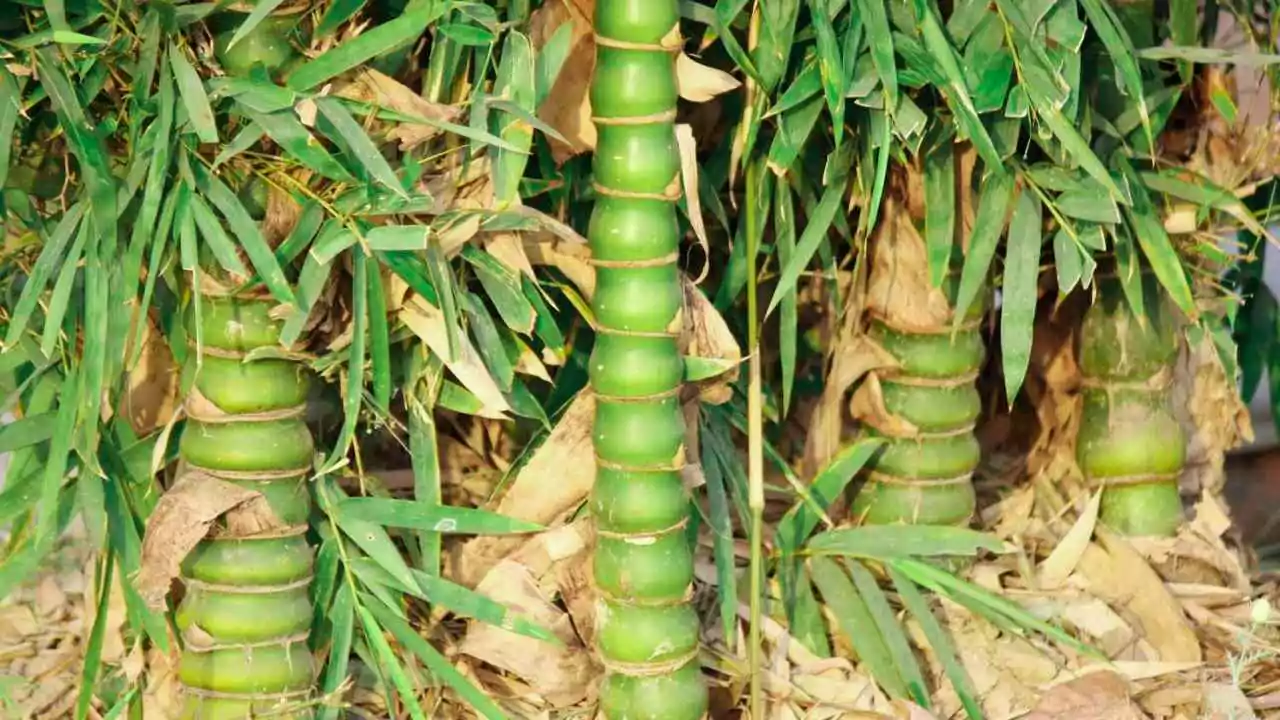 The Eight Types of Japanese Bamboo You Should Know About 3 Buddha Bamboo