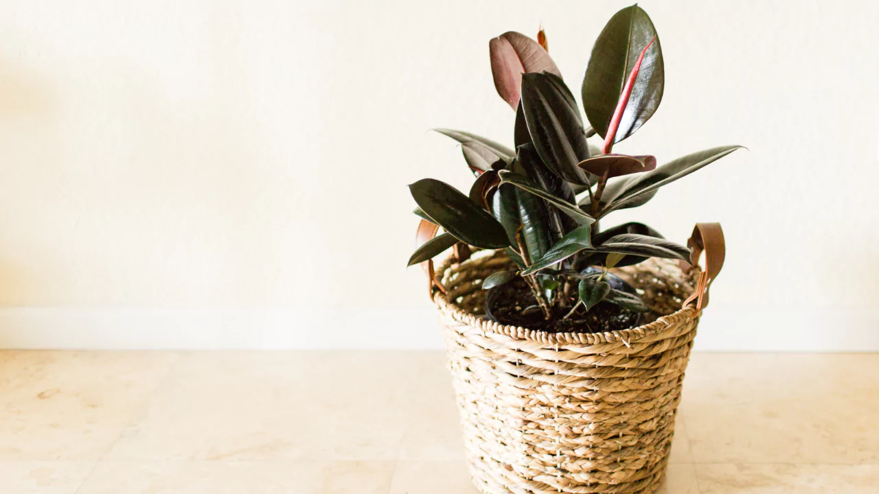 Purple Houseplants: Your Guide to Dramatic Indoor Beauty 15 Burgundy Rubber Tree