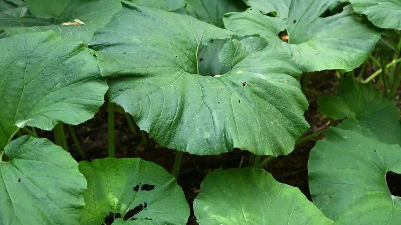 15 Outdoor Plants with the Biggest Leaves in the World 15 Butterbur