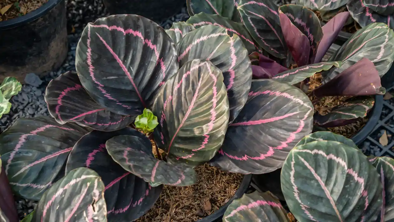 Purple Houseplants: Your Guide to Dramatic Indoor Beauty 10 Calathea roseoptica ‘Purple rose’