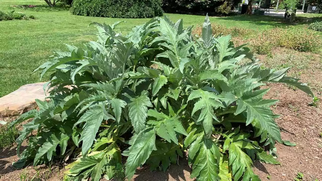 15 Outdoor Plants with the Biggest Leaves in the World 11 Cardoon
