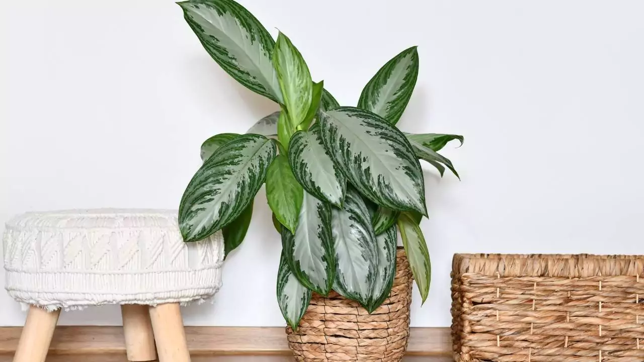 Chinese Evergreen (Aglaonema silver bay)
