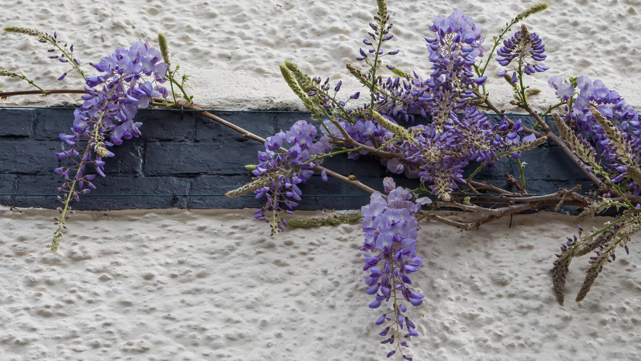 20 Weeds That Look Like Flowers 10 Chinese Wisteria