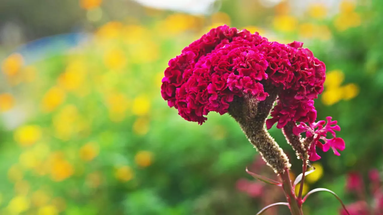 Complete Dracula Plant Care for Beginners 3 Cockscomb Celosia