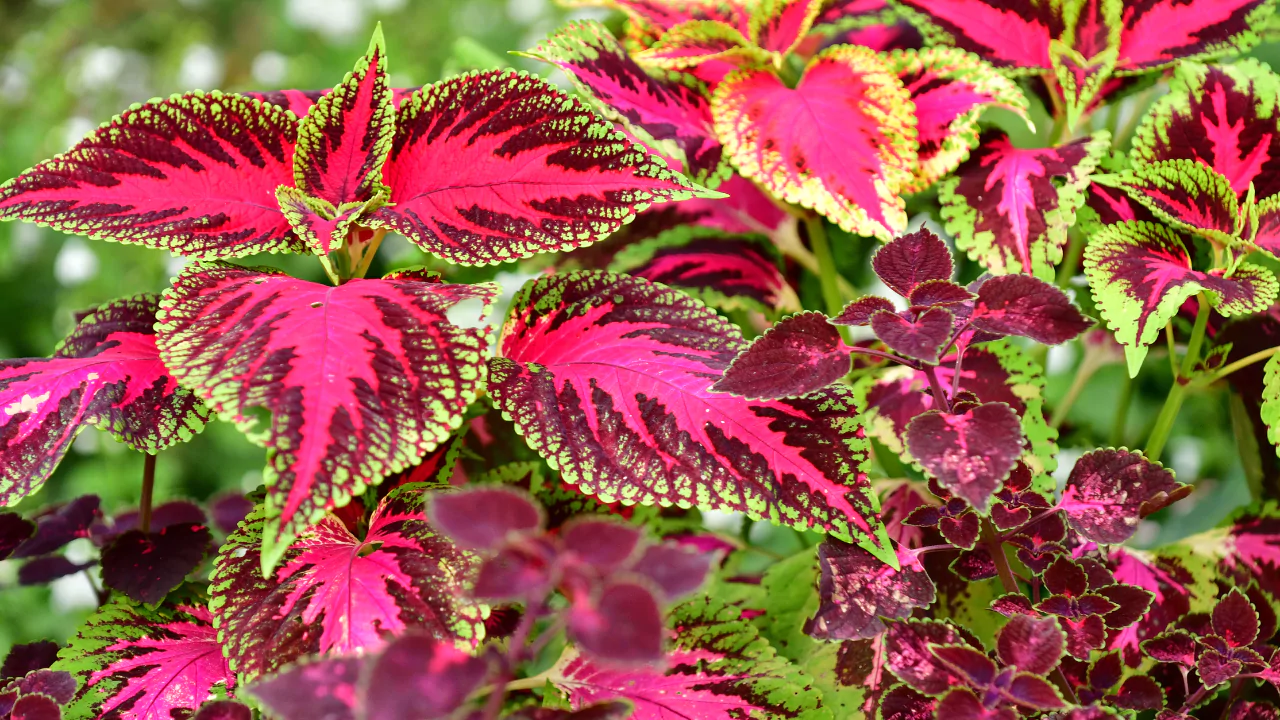 Purple Houseplants: Your Guide to Dramatic Indoor Beauty 4 Coleus