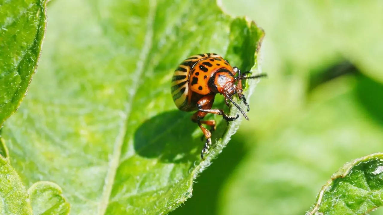 Potato Bugs: Identification, Impact, And Control 2 Colorado Potato Beetles
