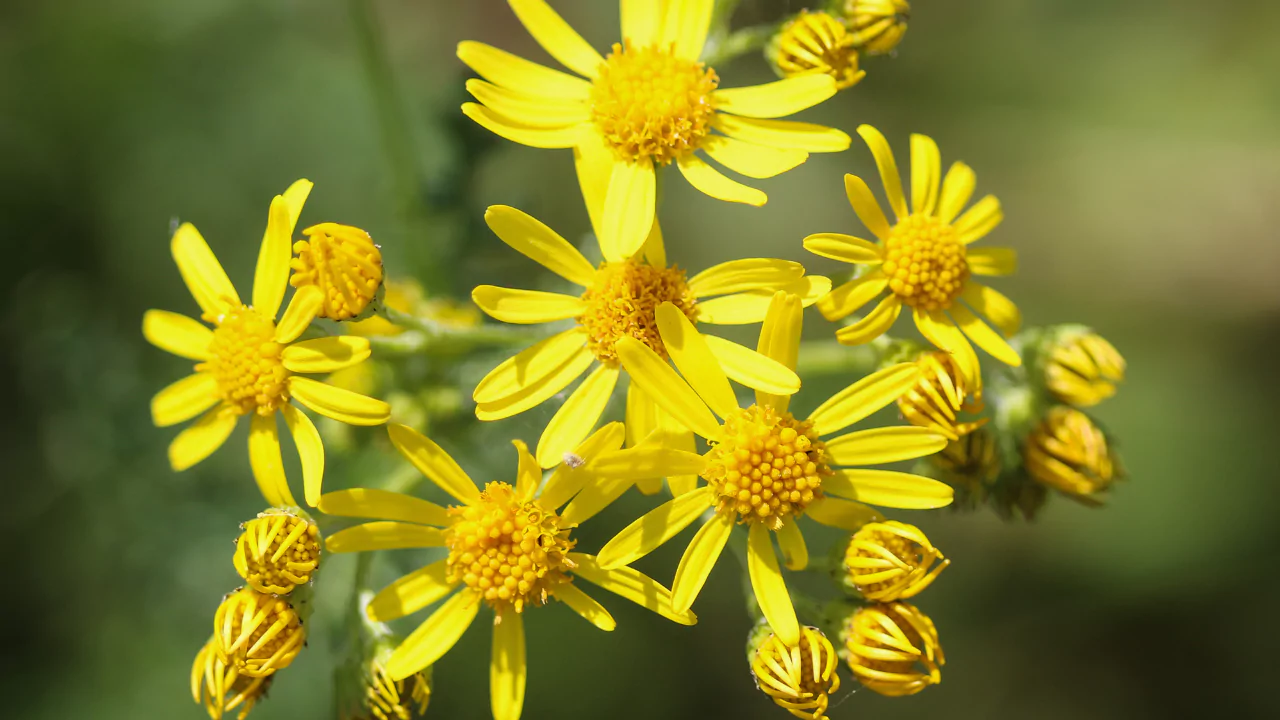 20 Weeds That Look Like Flowers 6 Common Ragwort