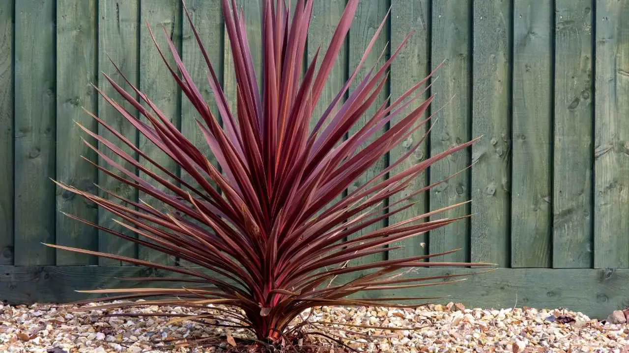 11 Red Evergreen Shrubs (Beautiful Images) 2 Cordyline Australis