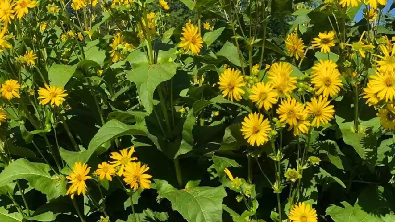 15 Outdoor Plants with the Biggest Leaves in the World 10 Cup Plant