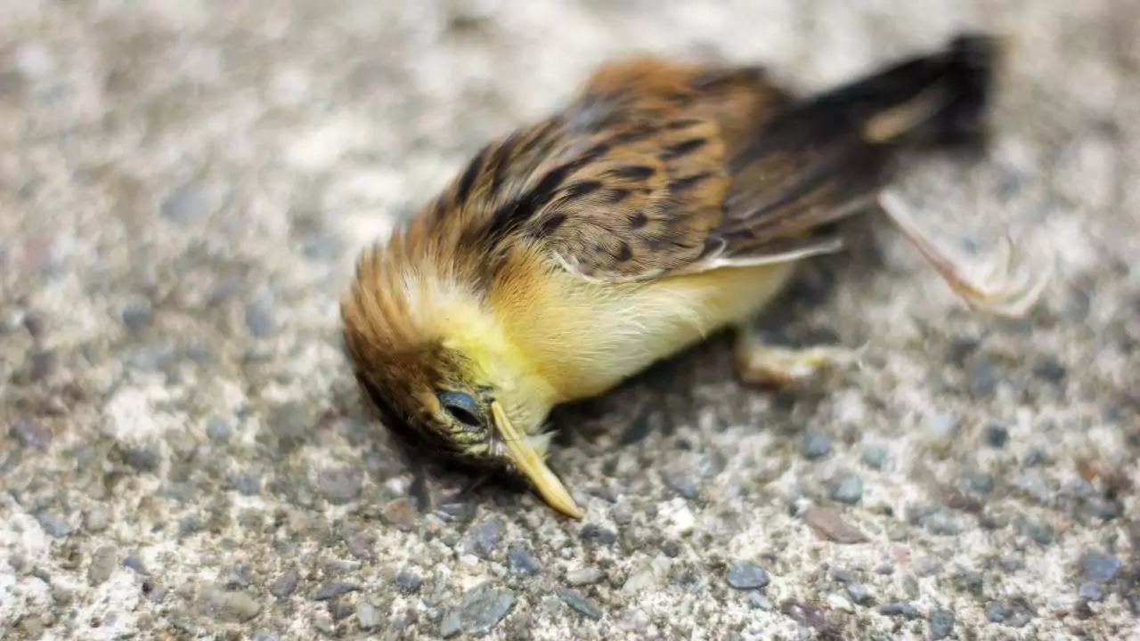 Dead Bird in Backyard