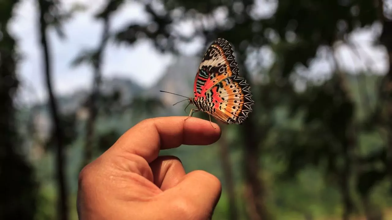 Do Butterflies Bite or Sting