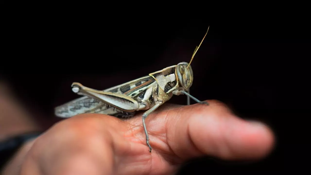 Do Grasshoppers Bite