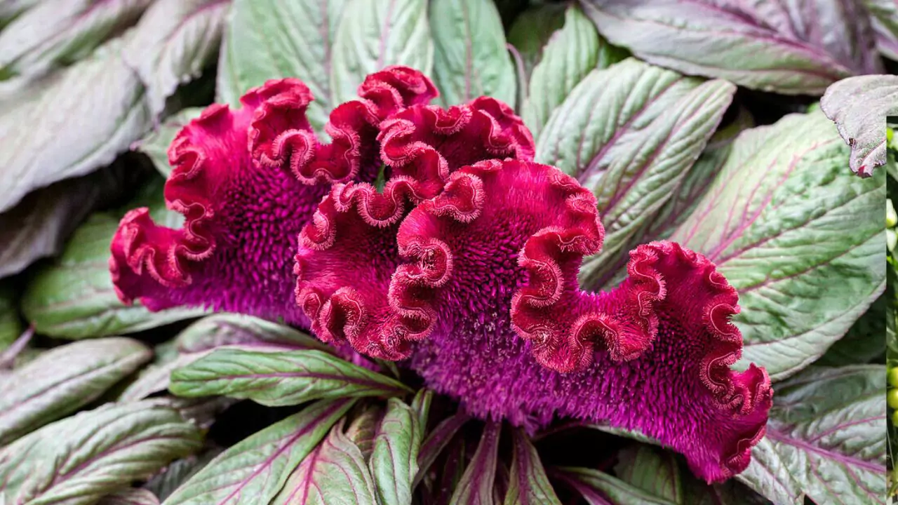 Dracula Celosia