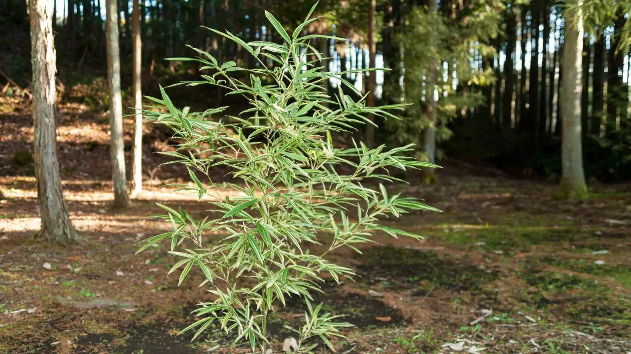 The Eight Types of Japanese Bamboo You Should Know About 6 Dwarf green stripe bamboo