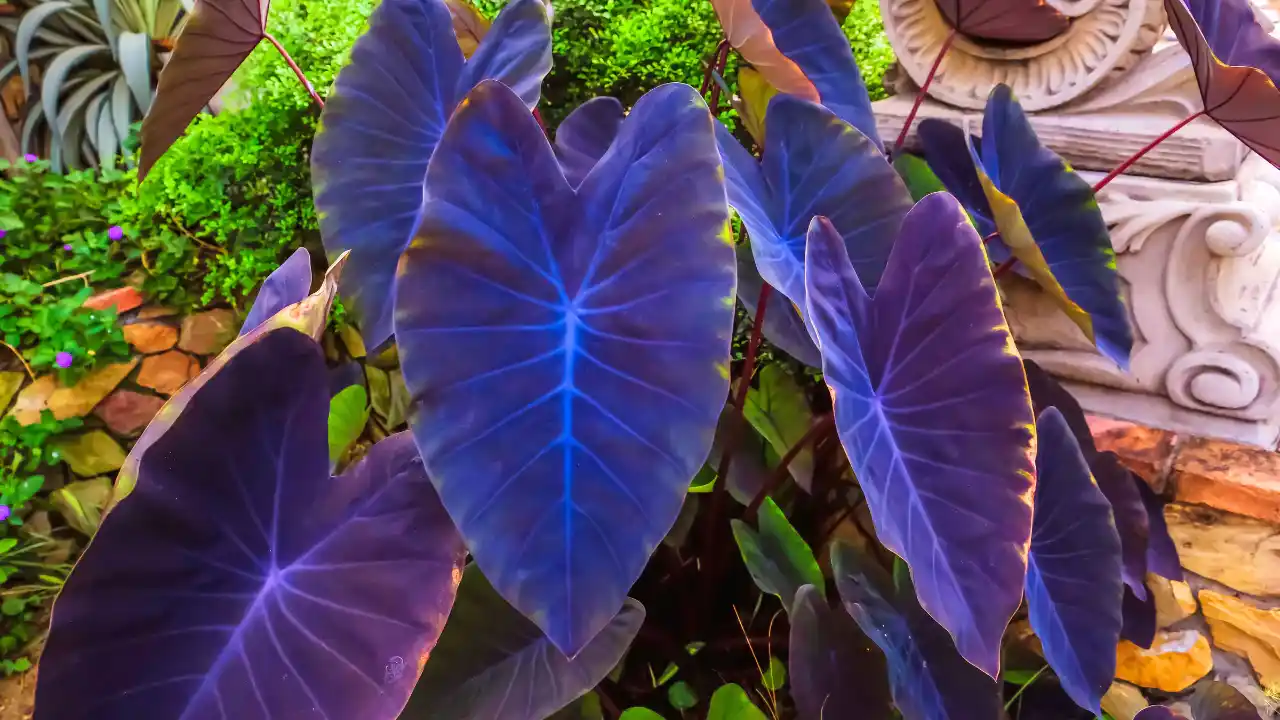 Purple Houseplants: Your Guide to Dramatic Indoor Beauty 11 Elephant Ears ‘Black Magic’ or Taro