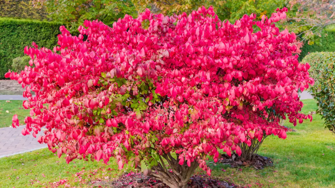 11 Red Evergreen Shrubs (Beautiful Images) 11 Euonymus Alatus