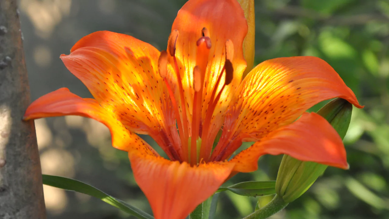 Fiery belle lily