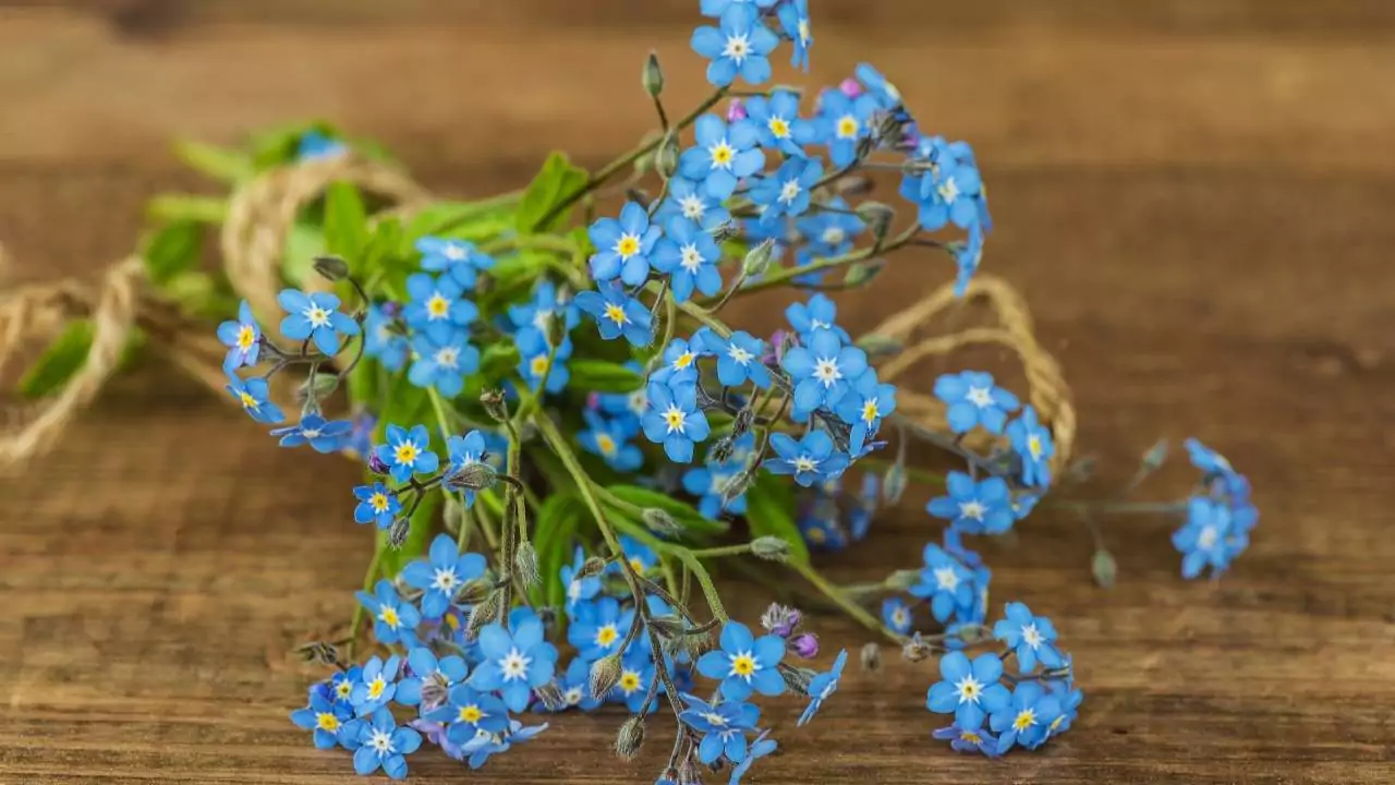 6 Herbs That Produce Blue Flowers 2 Forget-Me-Nots