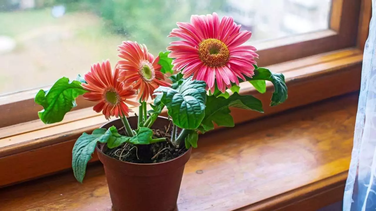 Gerbera Daisy