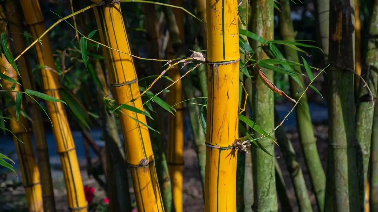 Golden Bamboo