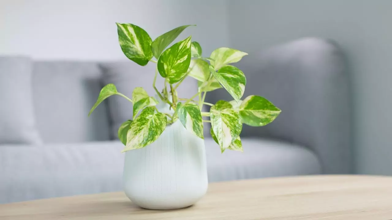 Golden Pothos (Epipremnum aureum)