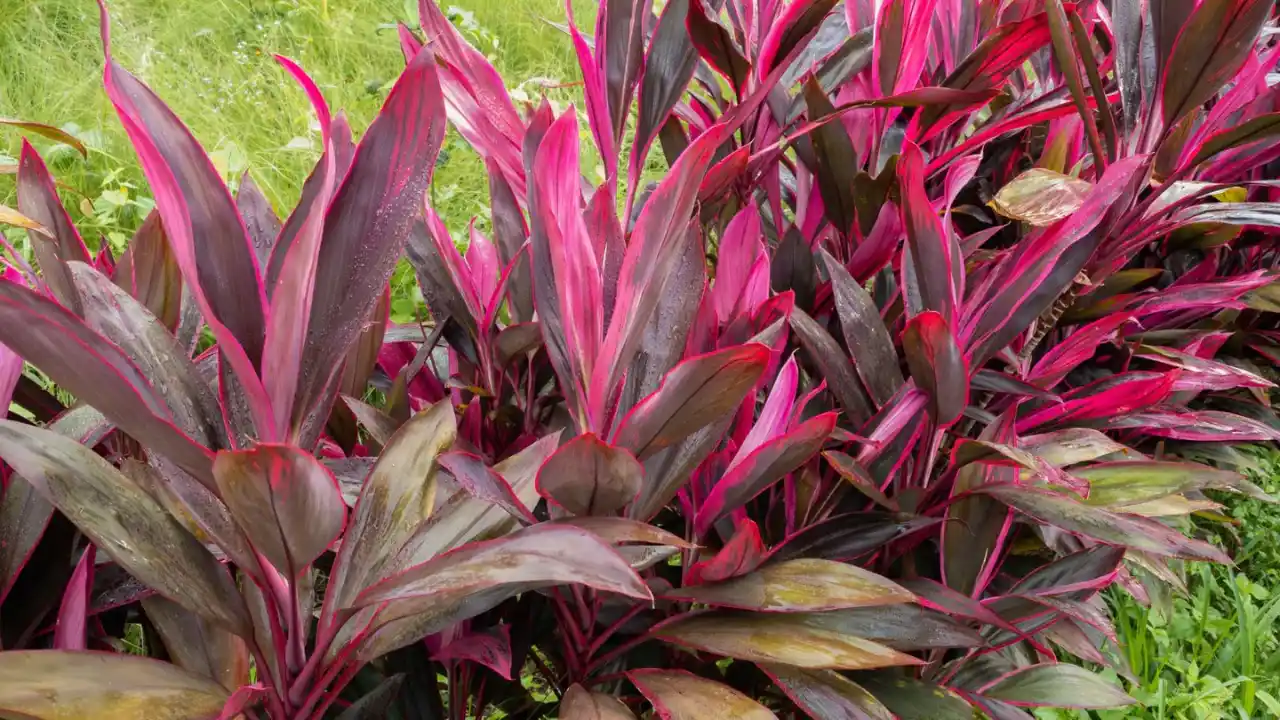 Purple Houseplants: Your Guide to Dramatic Indoor Beauty 12 Hawaiian Ti Plant