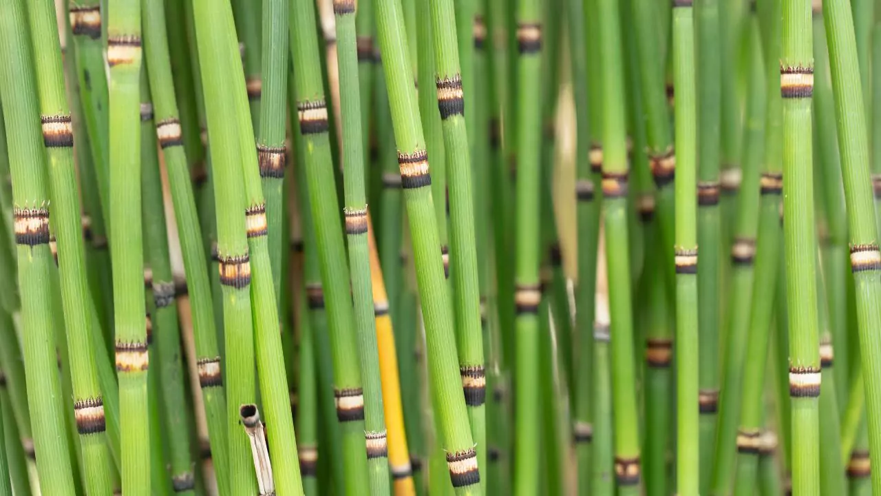 The Eight Types of Japanese Bamboo You Should Know About 5 Hedge Bamboo
