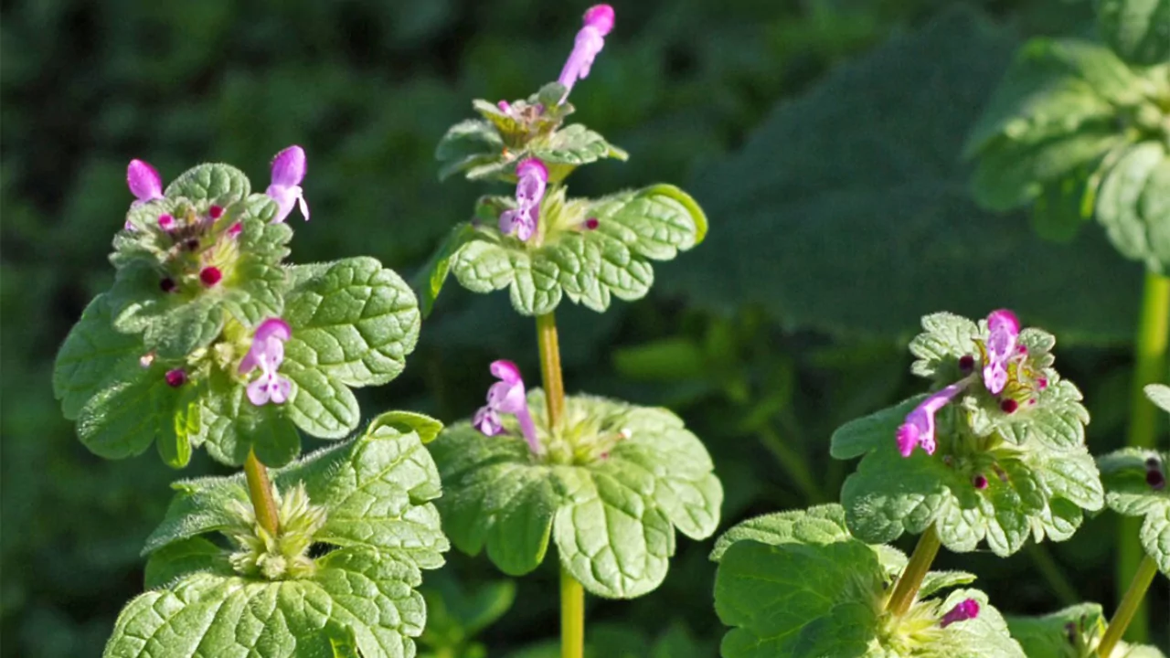 20 Weeds That Look Like Flowers 9 Henbits