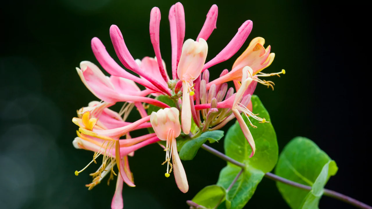 Honeysuckle tree