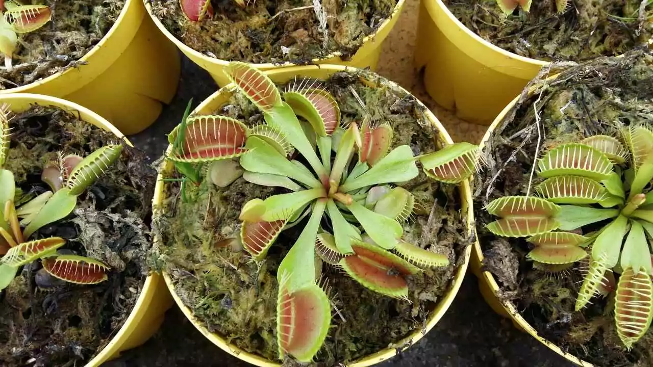 How Much Water Does A Venus Flytrap Need