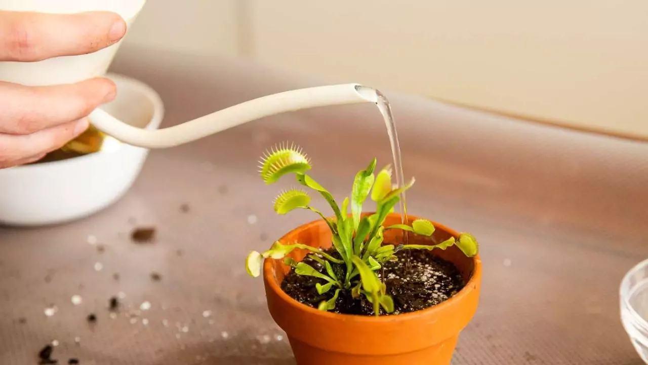 How Often to Water a Venus Flytrap