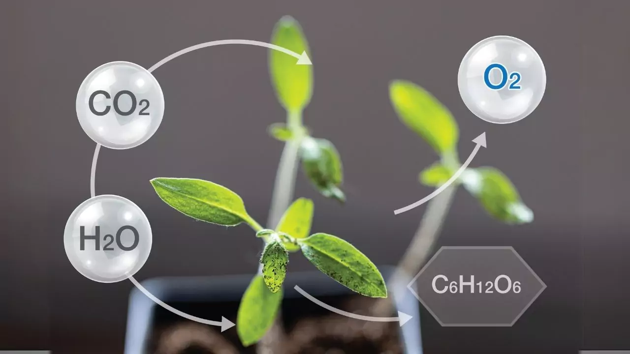How Photosynthesis Helps Plants Give Off Oxygen