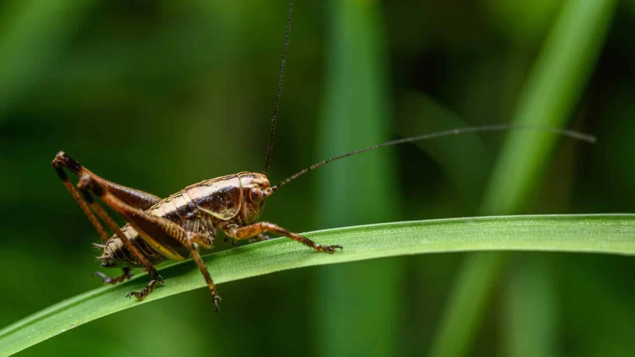How To Get Rid Of Cricket Noise At Night
