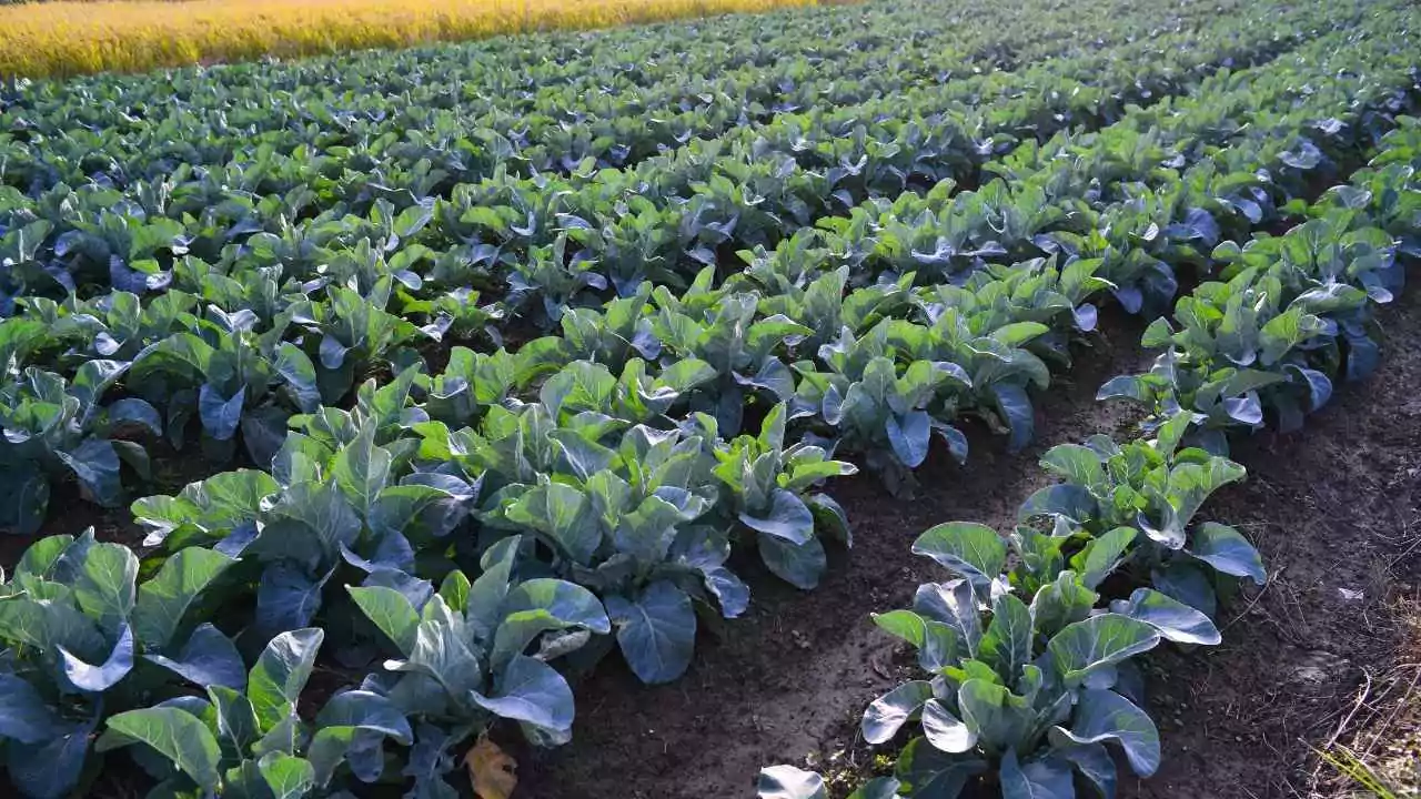 Is Broccoli Man-Made? The Truth Behind this Popular Vegetable 3 How To Grow Broccoli