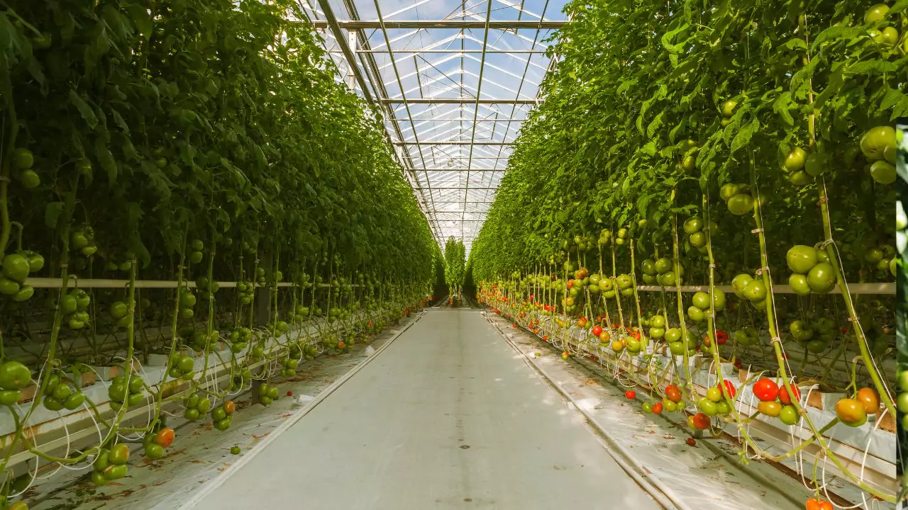 DIY Hydroponic Tower Garden With Lights: A Step-by-Step Guide 2 How to Set Up Your Tower Garden Guide