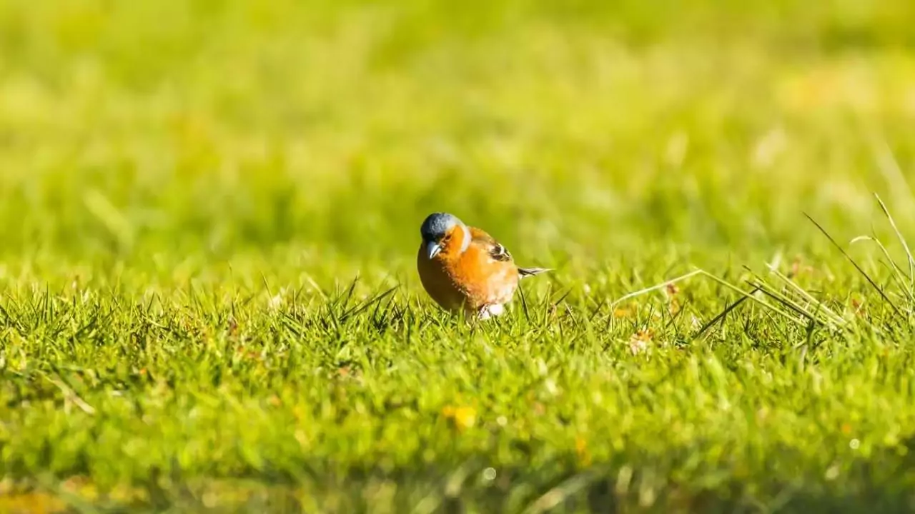 How to Stop Birds Eating Newly Sown Grass Seeds