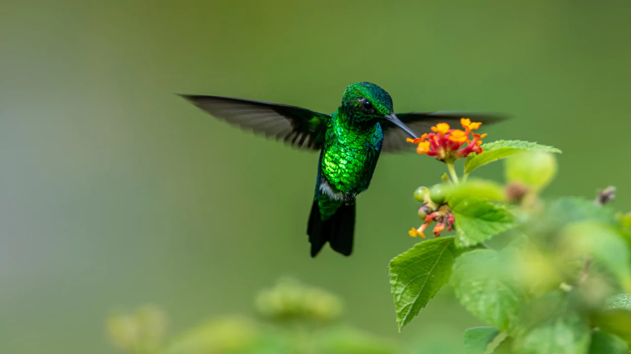 How To Attract Hummingbirds To Your Garden