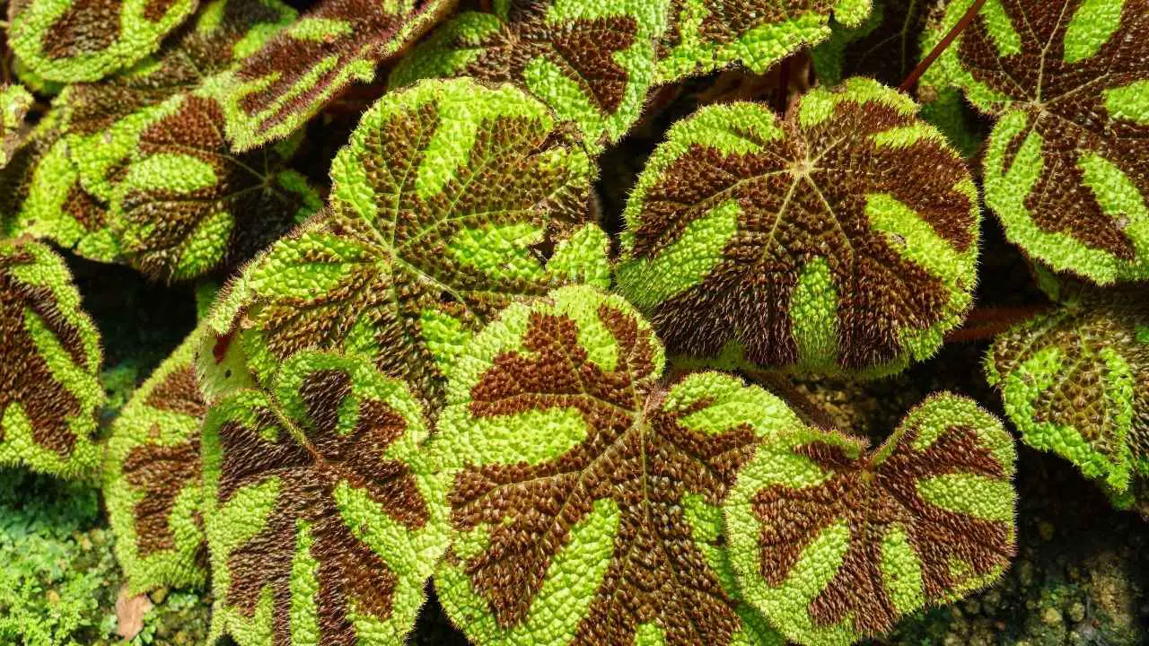 Purple Houseplants: Your Guide to Dramatic Indoor Beauty 3 Iron Cross Begonia