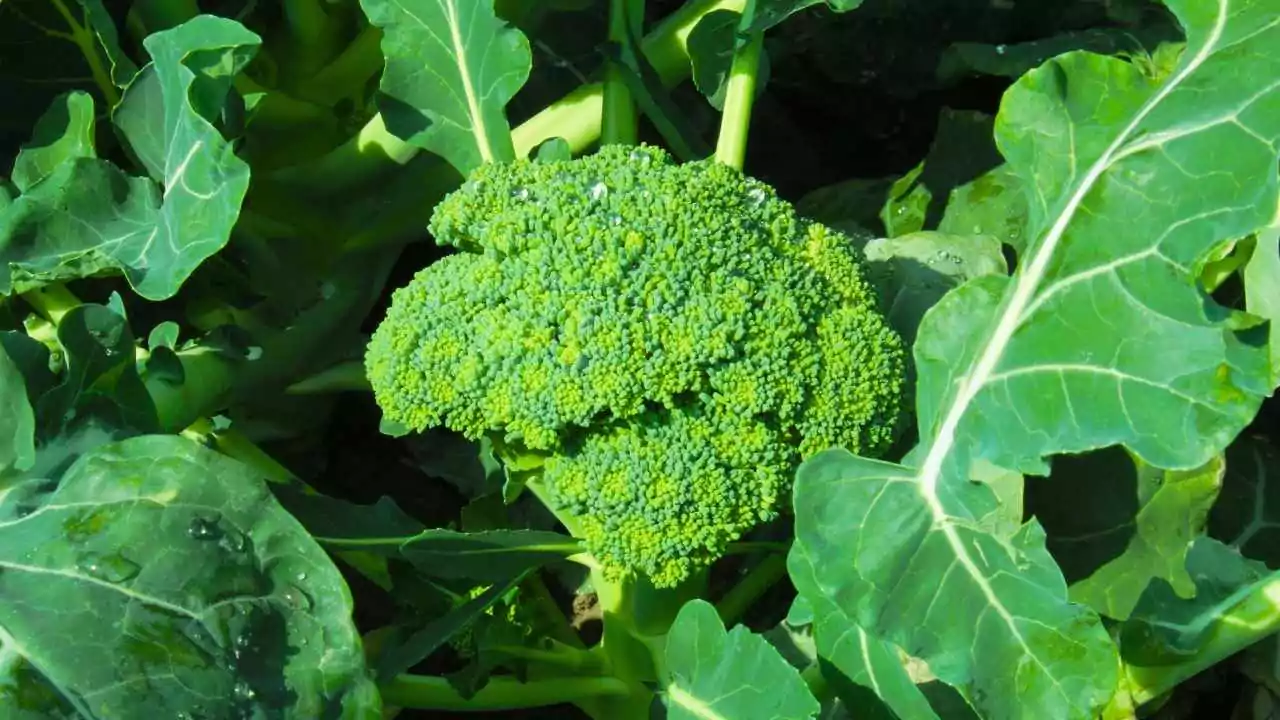 Is Broccoli Man-Made? The Truth Behind this Popular Vegetable 2 Is Broccoli Man-Made