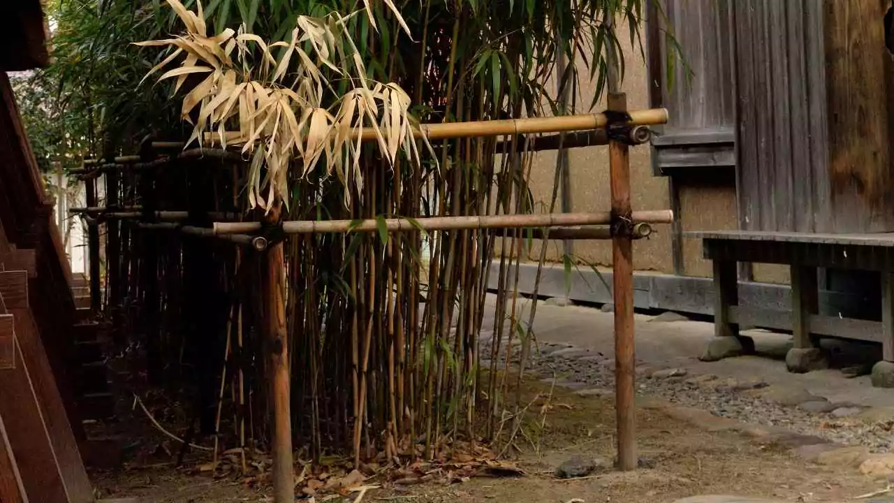 The Eight Types of Japanese Bamboo You Should Know About 4 Japanese Arrow Bamboo