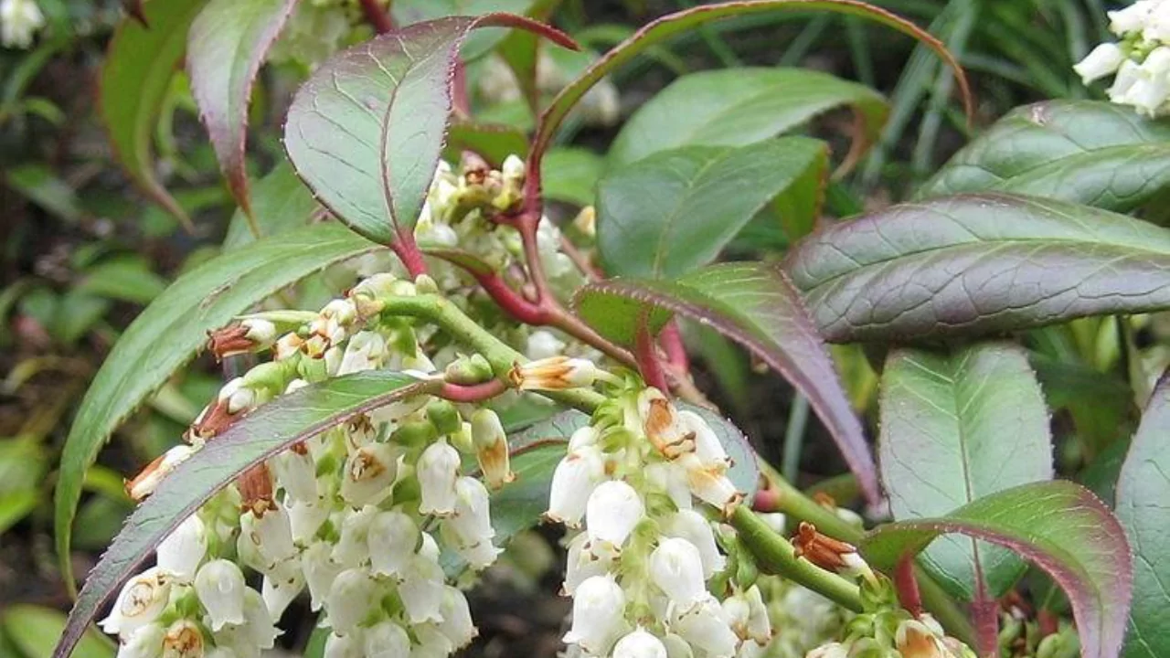 11 Red Evergreen Shrubs (Beautiful Images) 6 Leucothoe Scarletta (‘Zeblid’)