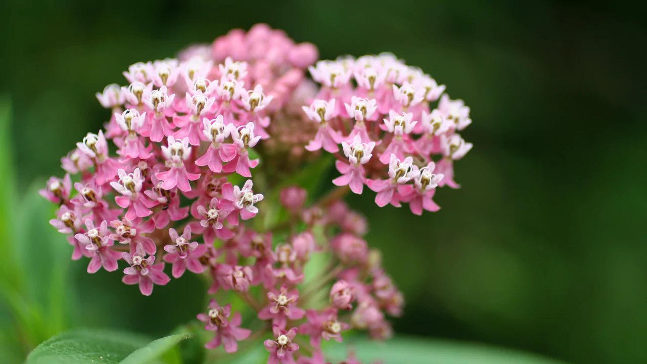 20 Weeds That Look Like Flowers 18 Milkweed