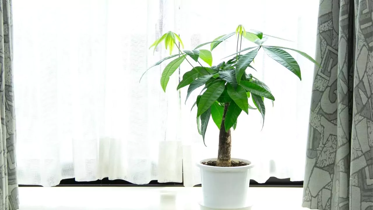 Money Tree (Pachira aquatica)